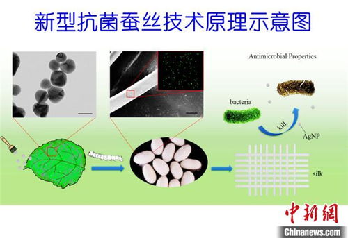 中新社 天津大学科研团队成功开发抗菌蚕丝